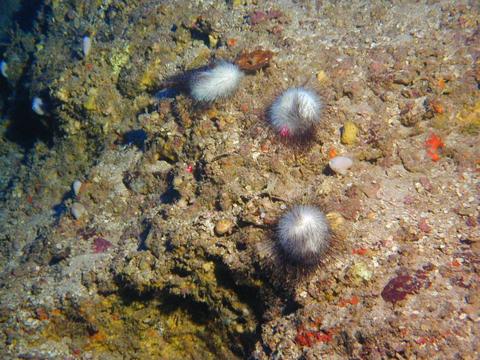 PC130836