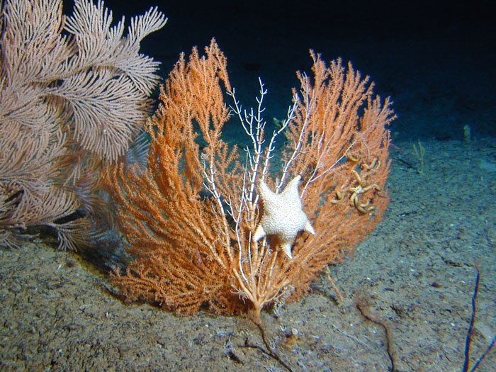 Seastar on bamboo