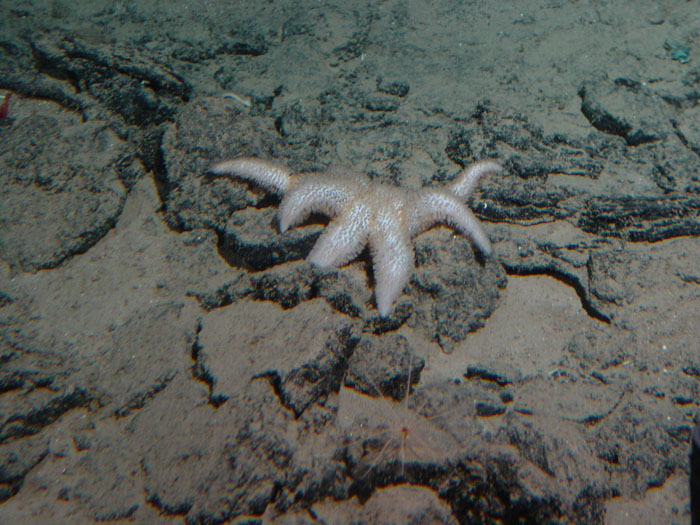 Seastar