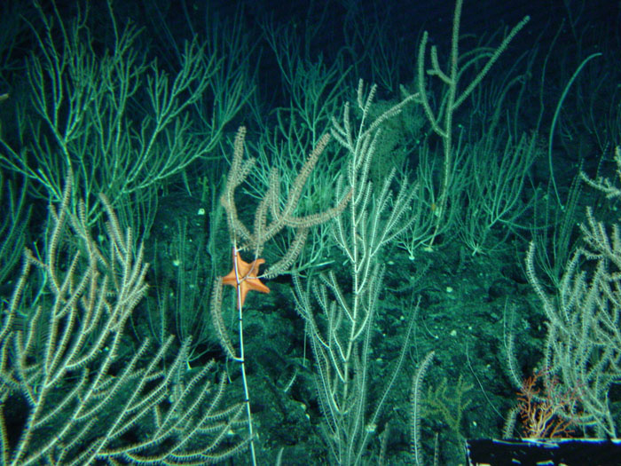 SeastarGarden