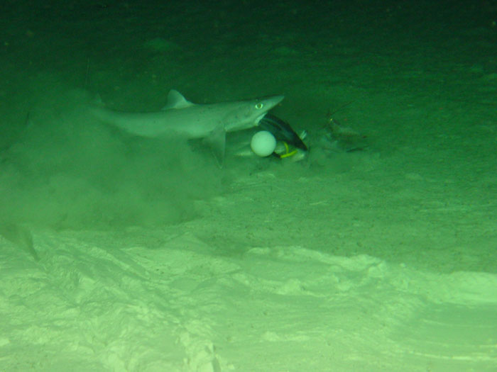 Shark eating fish