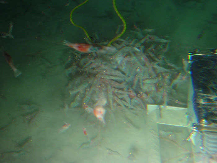 Shrimp on bait