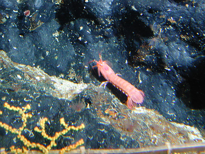 Shrimp