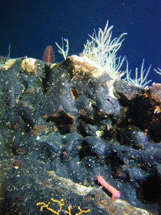 ShrimpCoral