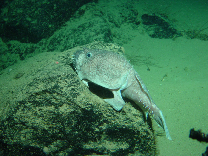 Slodenia II