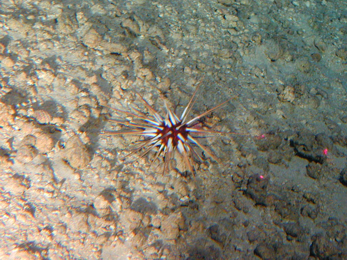 Urchin