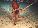 Red Octopus