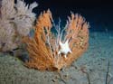 Seastar on bamboo