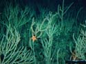 SeastarGarden