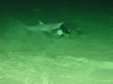 Shark eating fish