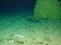 Small Squallus