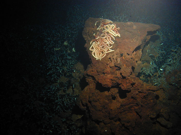 P4-141-007