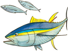 Graphic of tagged yellowfin tuna painting by Nancy Hulbirt.