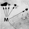 Magnetite grains from Martian meteorite