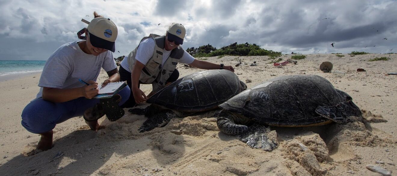 PRR 18_2 Two JIMAR workers next to a couple of turtles on the beach