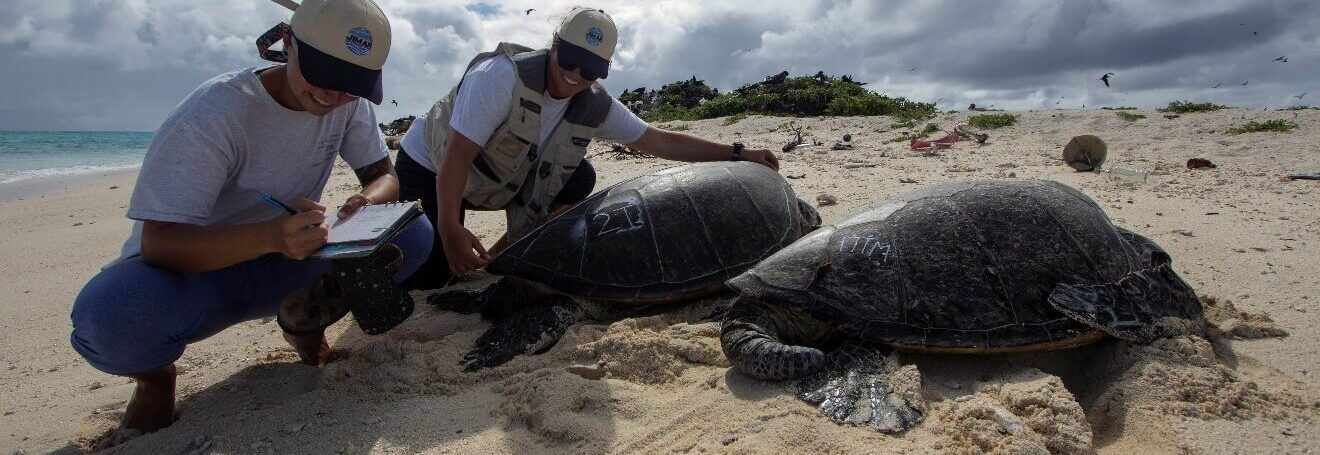PRR 18_2 Two JIMAR workers next to a couple of turtles on the beach