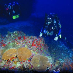 Divers looking at coral in dim lighting