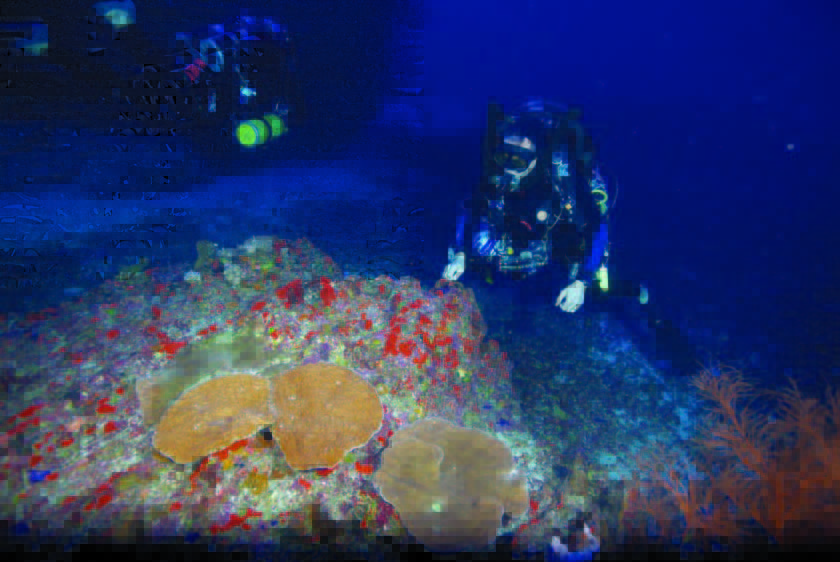 Divers looking at coral in dim lighting