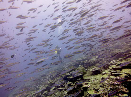 School of fish with diver in background