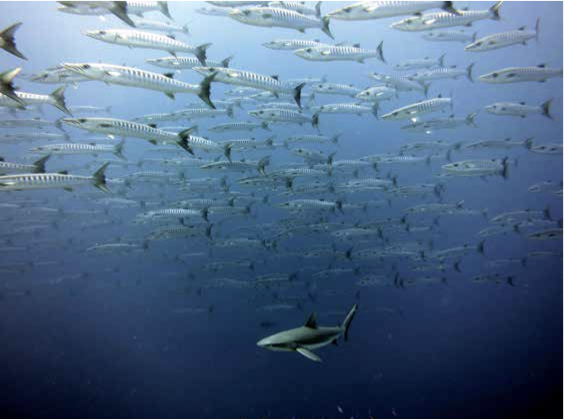 A school of fish above a shark