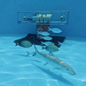 A variety of fish in a simple underwater environment