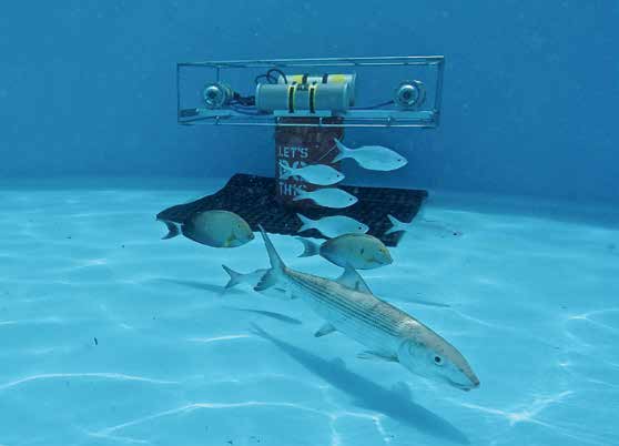 A variety of fish in a simple underwater environment