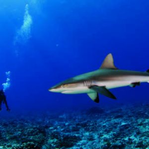 Diver and shark staring at eachother