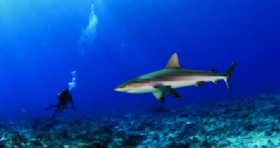 Diver and shark staring at eachother