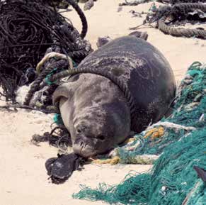 Seal tangled in nets