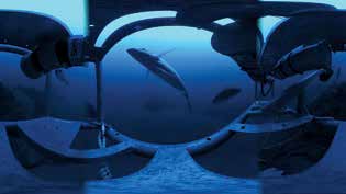 360 degree picture of fish
