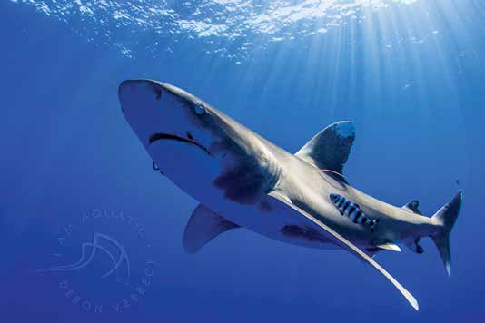 Shark with a fish next to it