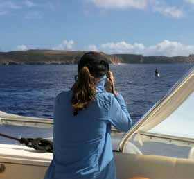 Scientist observing a whale