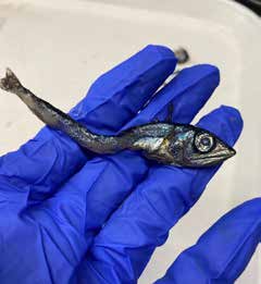 Lancetfish being held with a glove