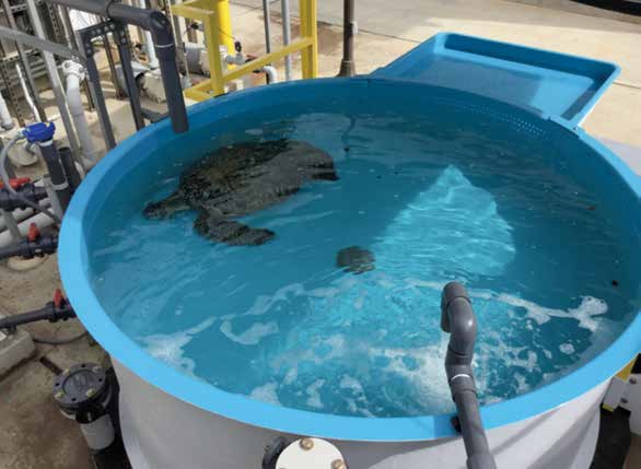 Turtle in a blue tank