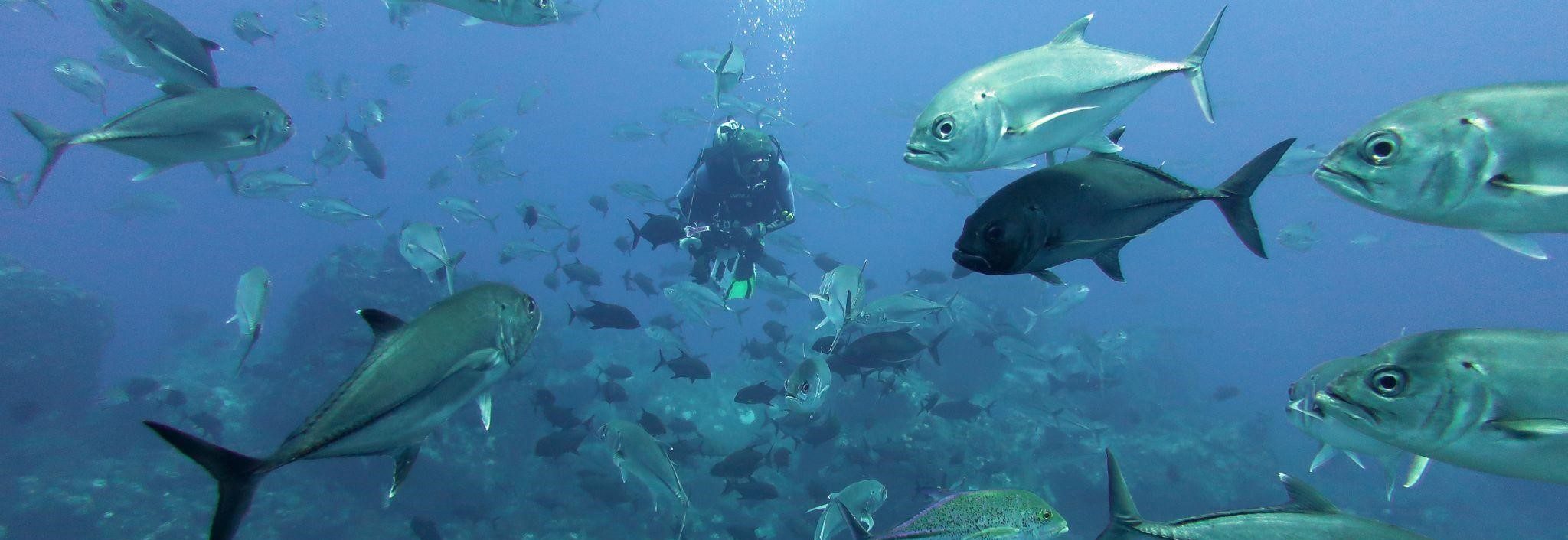 Diver swimming through school of fish