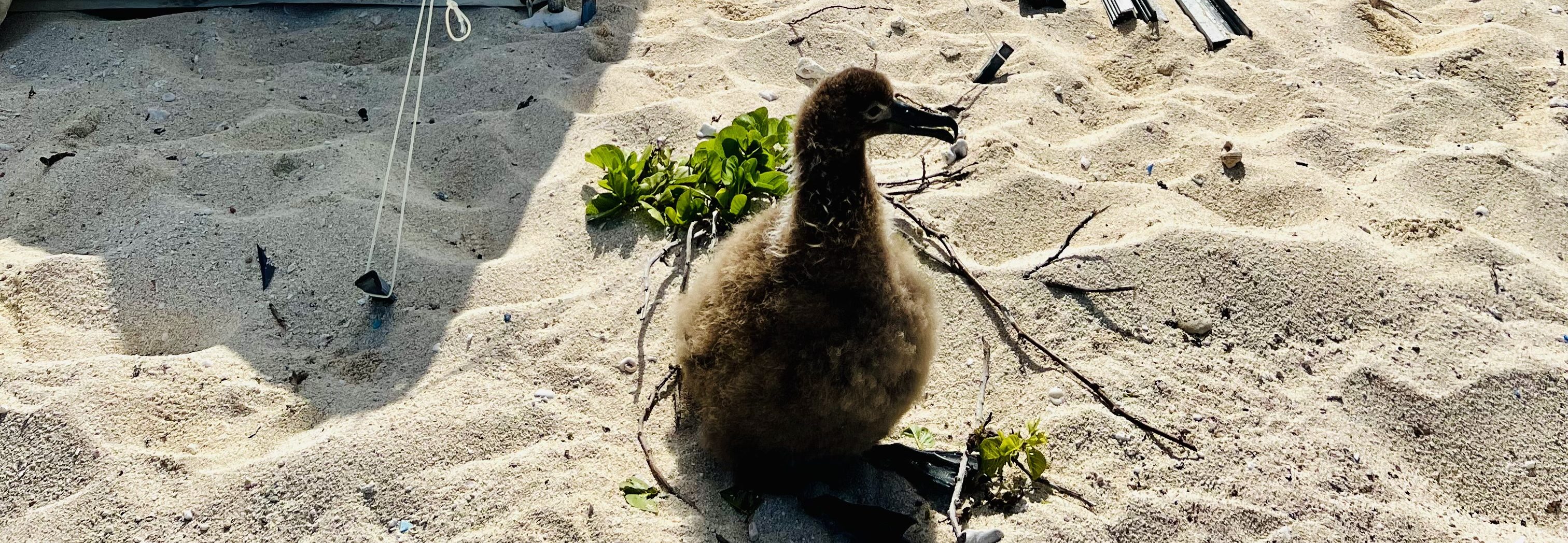 A fluffy bird on the sand