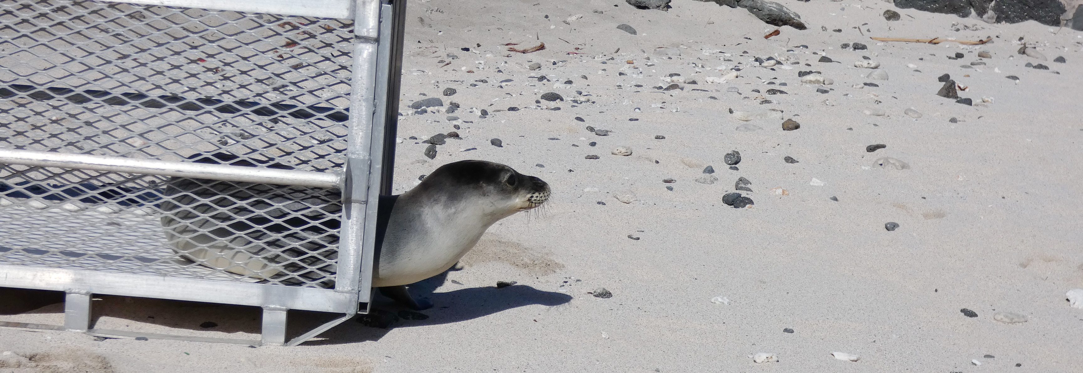 Seal coming out of a cage