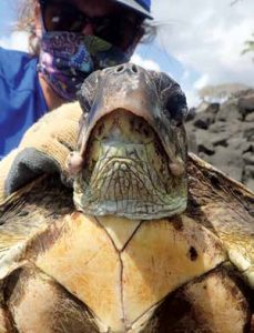 TurtleRecovery2021 Worker holding a grumpy-looking sea turtle