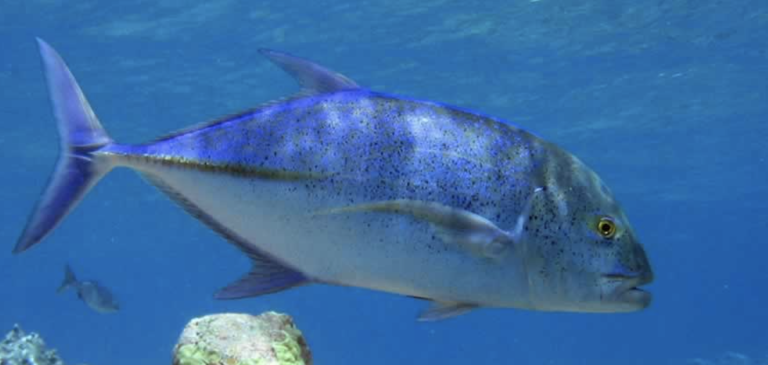ADMB Project Blue fish
