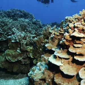 diver over coral