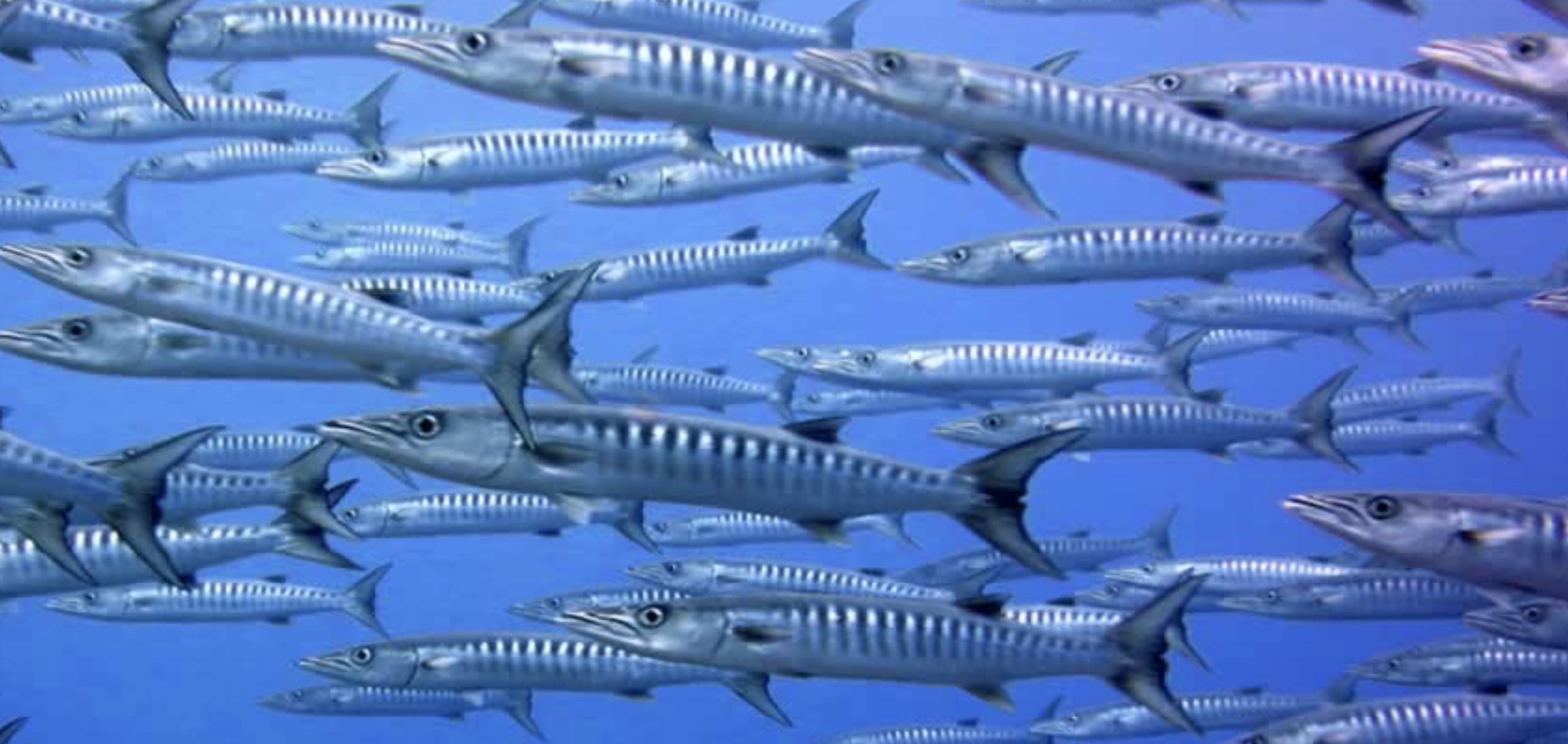 A school of striped fish