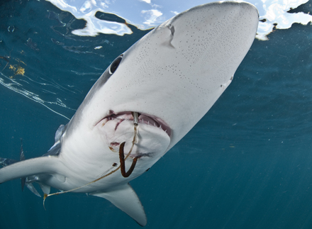 Shark with a fishing hook sticking out of its mouth
