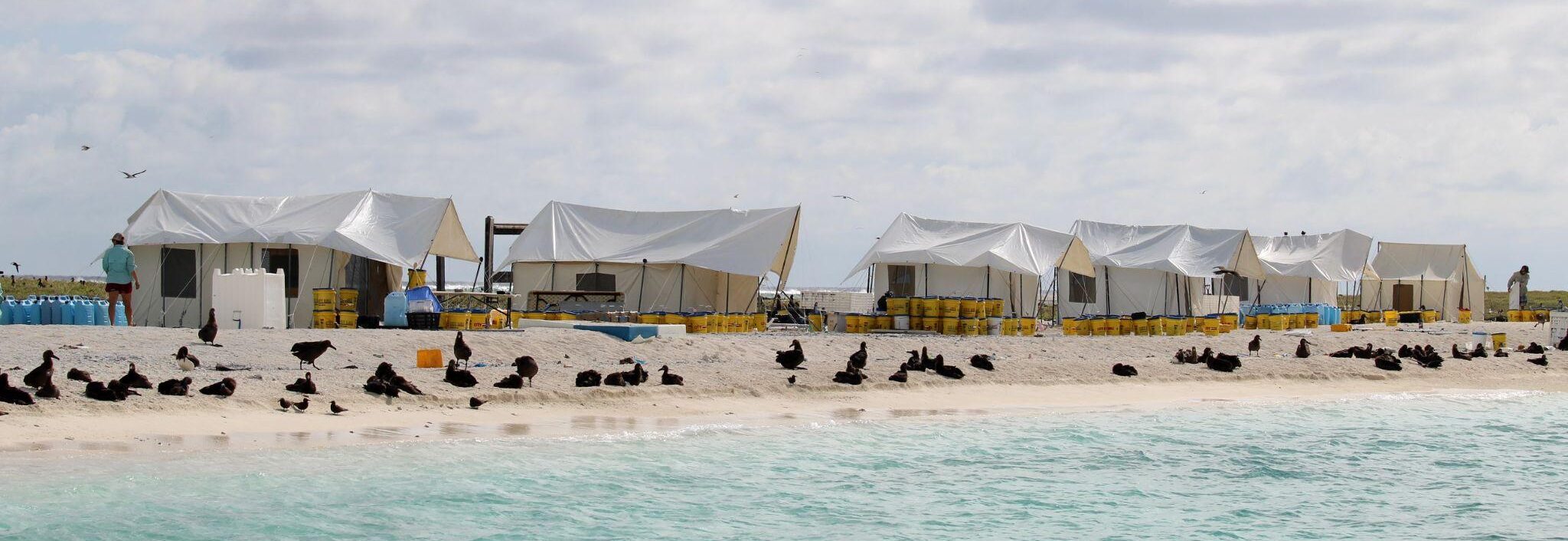 Half a dozen white tents on a beach covered in birds