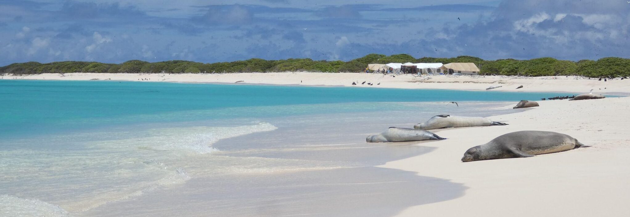 Several seals lounging on a sandy beach, with staff tents in the distance