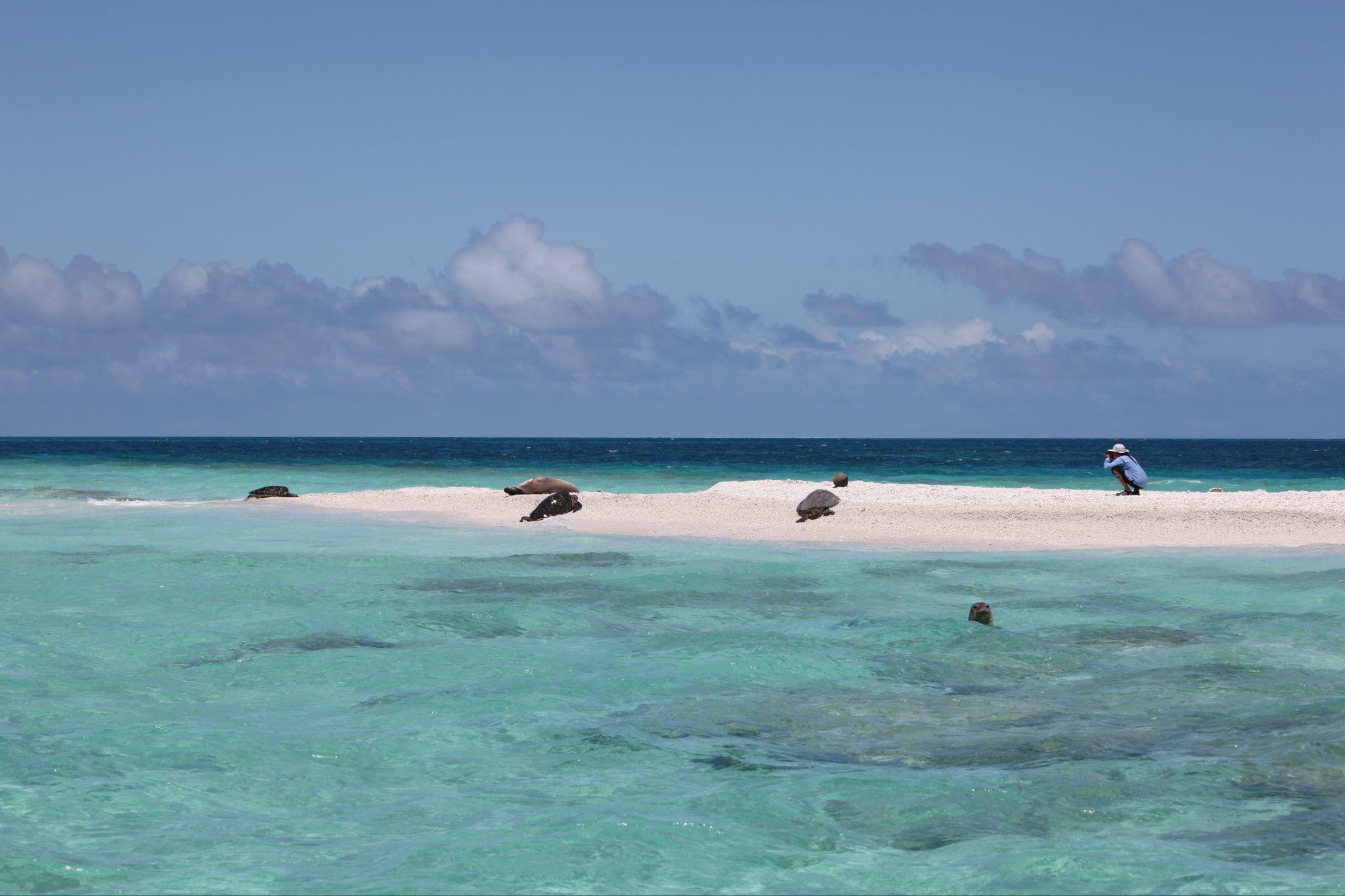 A field camp staffer on a sandy atoll taking pictures of seals and turtles on the beach
