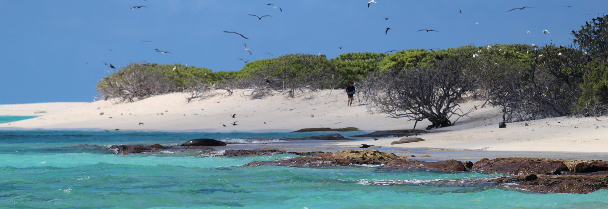 Beach with trees and rocky shoals, with a number of black and white sea birds along the coast