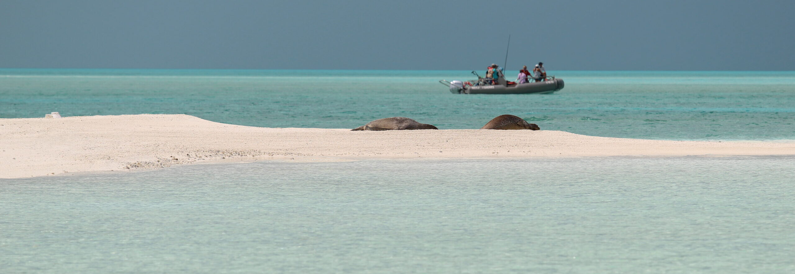 Two monk seals on a sandy atoll with a boat with several workers in the near distance
