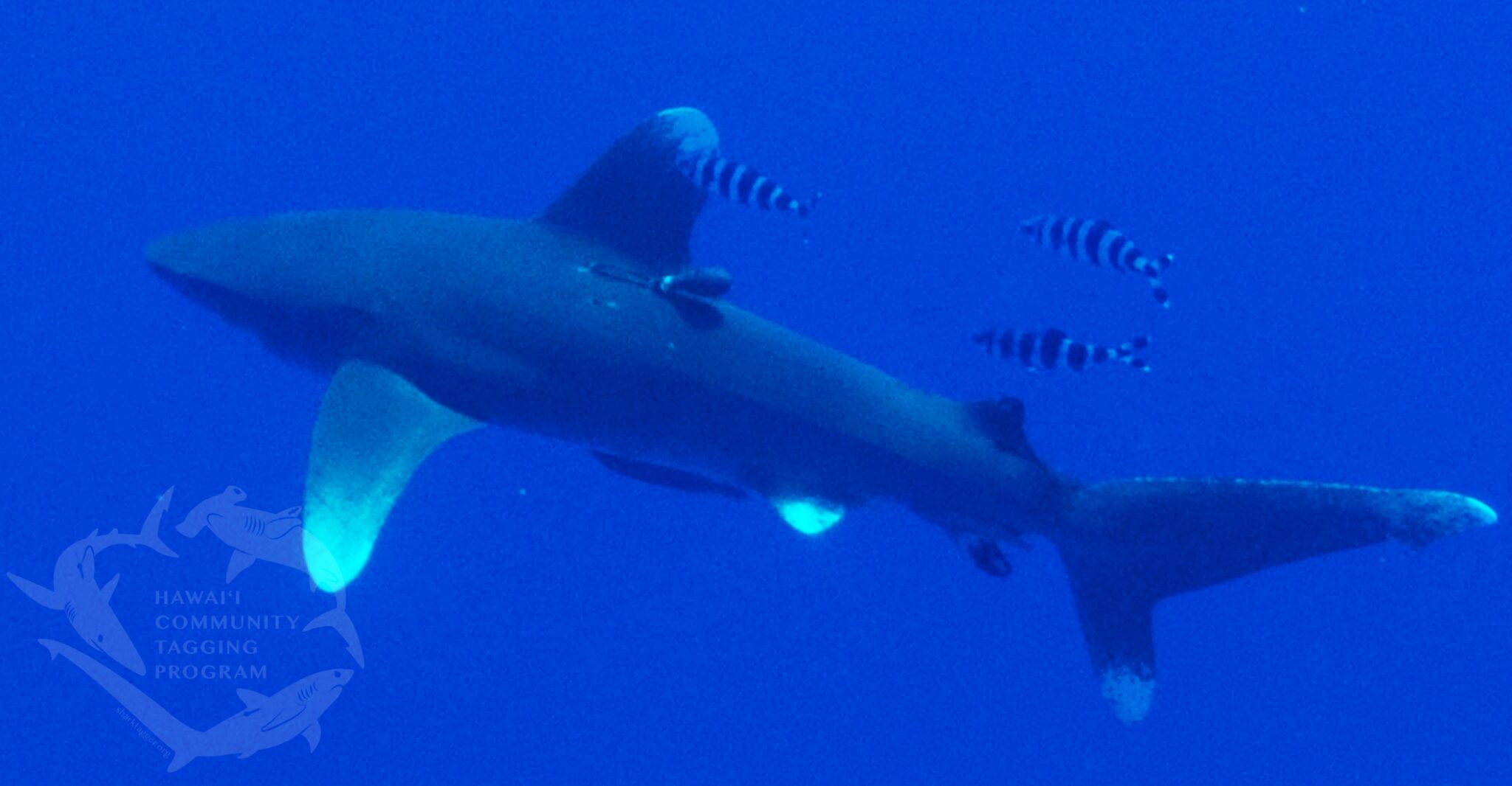 Shark accompanied by small, striped fish