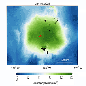 Tongan Plankton Bloom