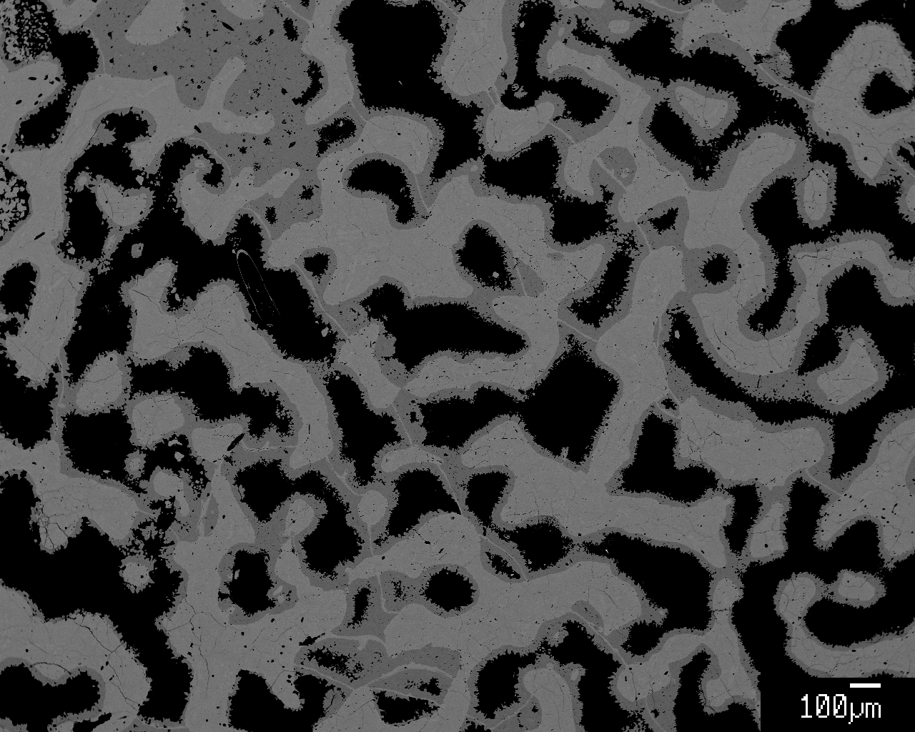 BSE image of an infilled coral